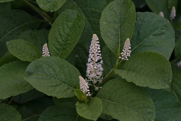 Американська Pokeweed Phytolacca Americana Період Початківцям — стокове фото