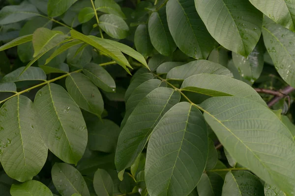 Foglie Noce Sfondo Verde — Foto Stock