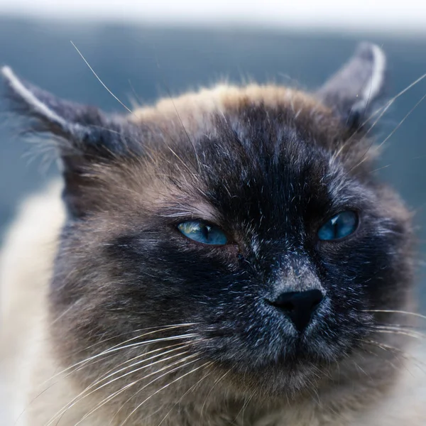 Сиамская Кошка Смешные Уши Глаза — стоковое фото