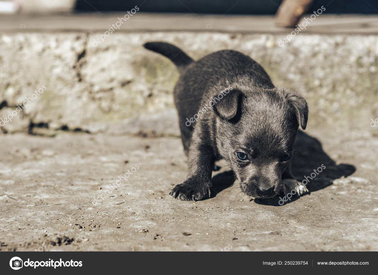 Petit Chien Chiot Gris Aux Yeux Bleus Image Libre De Droit Par Bushko C Petit Chien Chiot Gris Aux Yeux Bleus Image Libre De Droit Par Bushko C