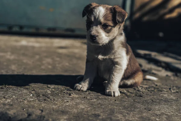 Mavi Gözlü Küçük Beyaz Kırmızı Köpek Yavrusu — Stok fotoğraf