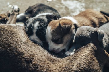Yaşlı köpek üç yavruyu besliyor. Siyah beyaz, beyaz, gri..