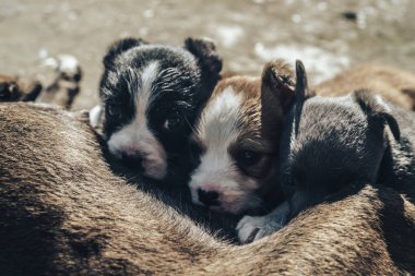 Yaşlı köpek üç yavruyu besliyor. Siyah beyaz, beyaz, gri..
