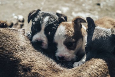 Yaşlı köpek üç yavruyu besliyor. Siyah beyaz, beyaz, gri..