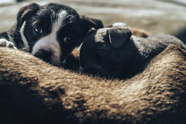 Yaşlı köpek üç yavruyu besliyor. Siyah beyaz, beyaz, gri..