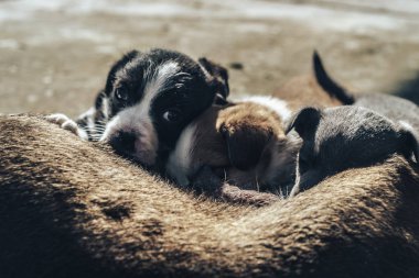 Yaşlı köpek üç yavruyu besliyor. Siyah beyaz, beyaz, gri..