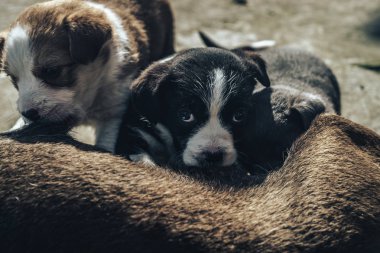 Yaşlı köpek üç yavruyu besliyor. Siyah beyaz, beyaz, gri..
