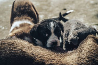 Yaşlı köpek üç yavruyu besliyor. Siyah beyaz, beyaz, gri..