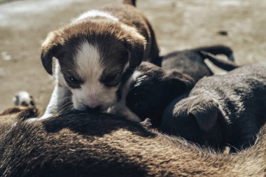 Yaşlı köpek üç yavruyu besliyor. Siyah beyaz, beyaz, gri..