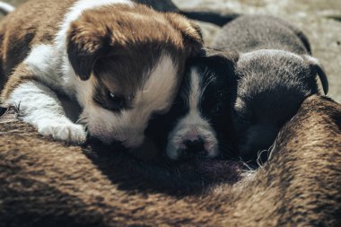 Yaşlı köpek üç yavruyu besliyor. Siyah beyaz, beyaz, gri..