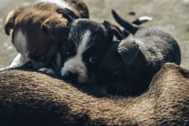 Yaşlı köpek üç yavruyu besliyor. Siyah beyaz, beyaz, gri..