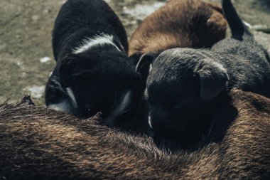 Yaşlı köpek üç yavruyu besliyor. Siyah beyaz, beyaz, gri..