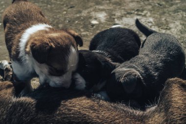 Yaşlı köpek üç yavruyu besliyor. Siyah beyaz, beyaz, gri..