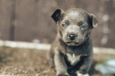 Mavi gözlü küçük gri yavru köpek.