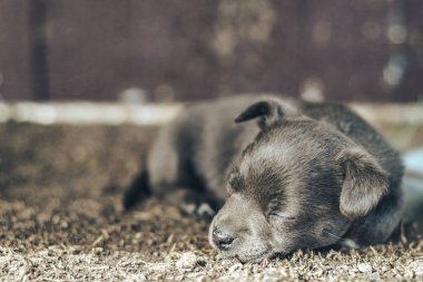 Mavi gözlü küçük gri yavru köpek.