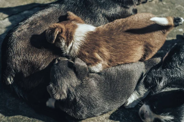 Old dog feeds three so puppies Black and white, White-red, Gray.