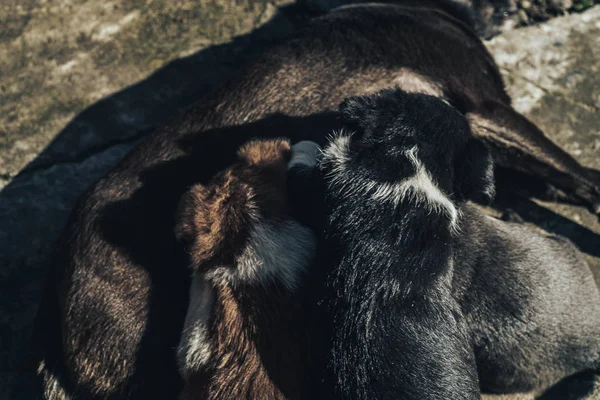 Old dog feeds three so puppies Black and white, White-red, Gray.