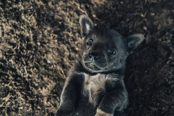 Pequeño Perro Cachorro Gris Con Ojos Azules — Foto de Stock