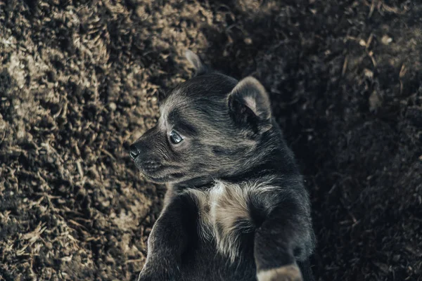 Šedivé Štěňátko Pejsek Modrýma Očima — Stock fotografie