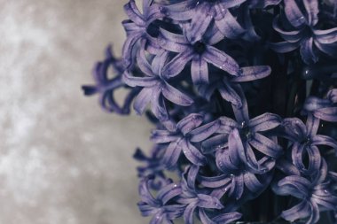 Mor sümbül çiçek vazosu. Makro görünümü.