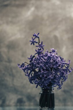 Mor sümbül çiçek vazosu.