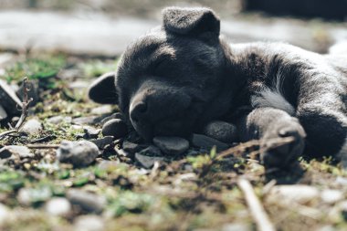 Küçük yavru köpek yakın çekim.