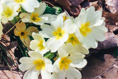 kardelen orman maccro görünümü bitki.