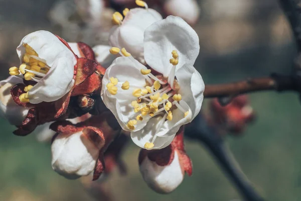 Flowering Apricot Macro View — Stock Photo, Image