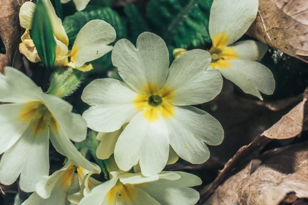 Sneeuwklokjes Plant Maccro Boszicht — Stockfoto