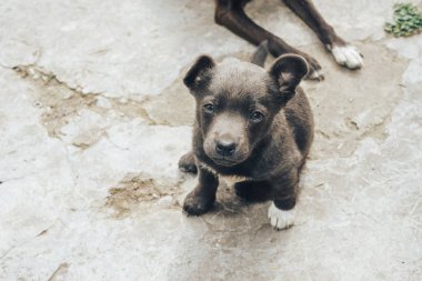 Küçük gri yavru. Ev köpeği. Güzel arka plan. 