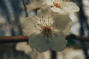 Çiçek ağacı. Spring backgroud. Makro görünümü.