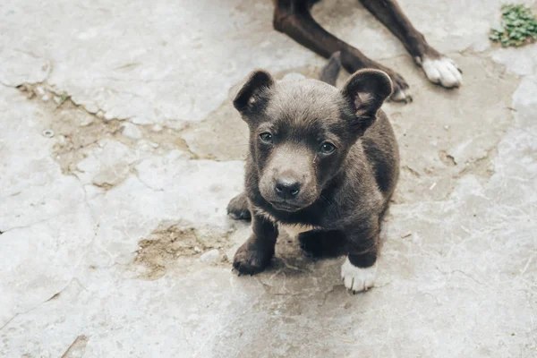 Küçük Gri Yavru Köpeği Güzel Arka Plan — Stok fotoğraf