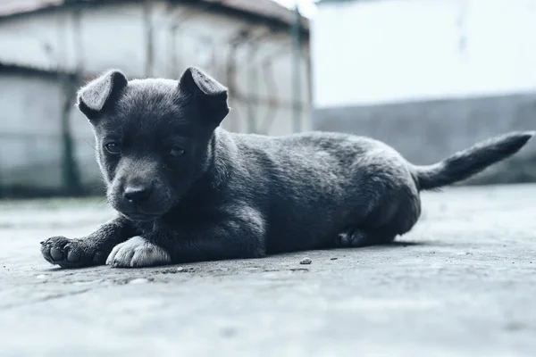 Pequeños Cachorros Grises Perro Casero Hermoso Fondo —  Fotos de Stock