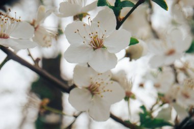 Çiçek ağacı. Spring backgroud. Makro görünümü.