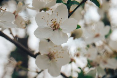 Çiçek ağacı. Spring backgroud. Makro görünümü.