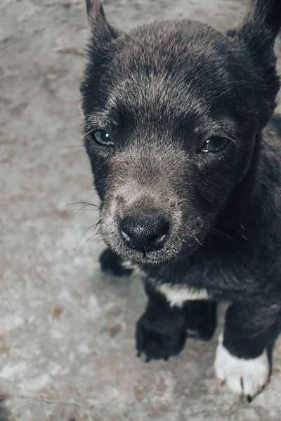 Kleine Graue Welpen Heimhund Schöner Hintergrund — Stockfoto