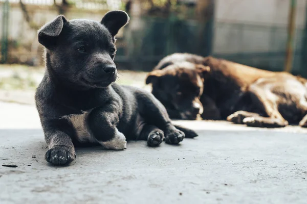 Küçük Gri Yavru Köpeği Güzel Arka Plan — Stok fotoğraf