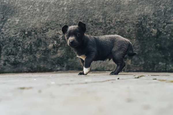 Petits Chiots Gris Home Dog Beau Fond — Photo