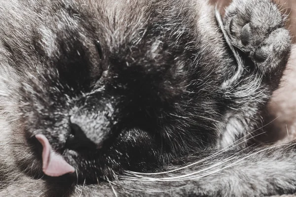 Siamese Cat Licking Paws Washing — Stock Photo, Image