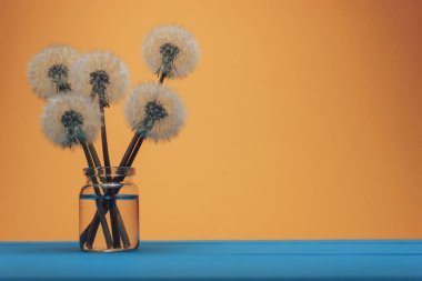 Mavi ahşap bir masa ve turuncu arka plan üzerinde cam vazo güzel beş Karahindiba.