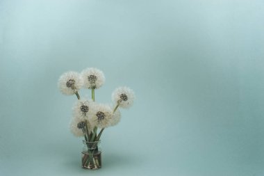 Gri bir arka plan üzerinde cam vazo güzel Karahindiba.