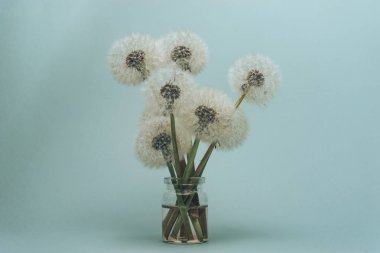 Gri bir arka plan üzerinde cam vazo güzel Karahindiba.