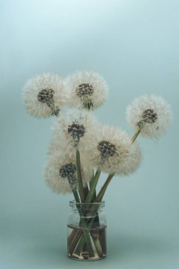 Gri bir arka plan üzerinde cam vazo güzel Karahindiba.