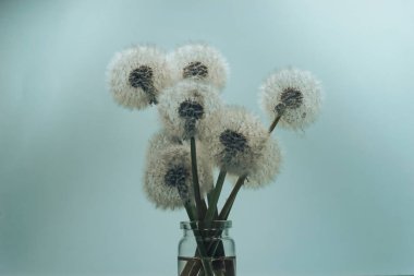 Gri bir arka plan üzerinde cam vazo güzel Karahindiba.