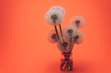 Bir mercan turuncu arka plan üzerinde cam vazo güzel Karahindiba.