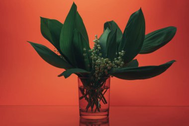 Bir mercan turuncu arka plan üzerinde Güzel Convallaria majalis.