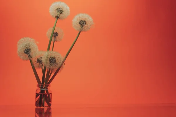Beautiful  Danelions in glass vase on a glass table and coral orange background.