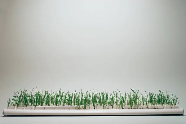 Old keyboard overgrown with grass on a gray background. Green world concept.