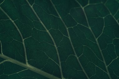 Güzel yeşil yaprak arka plan. Makro görünümü.