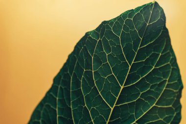 Güzel yeşil yaprak arka plan. Makro görünümü.